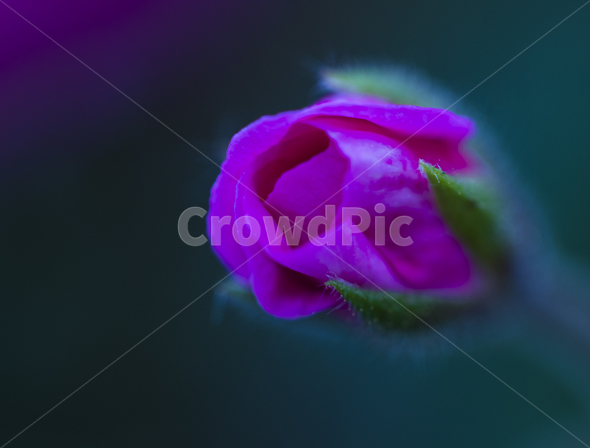 꽃,작은꽃,귀여운꽃,작고귀여운꽃,꽃봉우리,식물,자연,plants,nature,꽃,flower