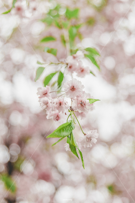 plant,식물,flower,blossom,꽃,겹벚꽃,봄,식물,자연,plants,nature,꽃,flower