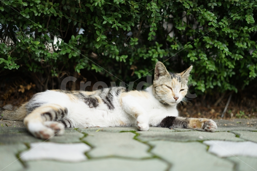 	고양이,cat,동물,길냥이,야옹이,냐옹이,생명,귀요미,졸림,졸음,길,거리,일상,큐티,동물,animal,포유류,mammal,고양이,cat,kitten,kitty