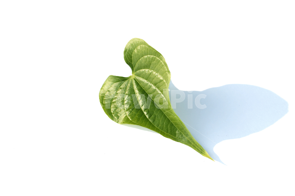 closeup,fresh,green,heart,heartshape,leaf,leaves,macro,natural,nature,plant,single,solo,sponge gourd,클로즈업,신선한,그린,녹색,하트,하트모양,모양,하트잎,잎,나뭇잎,잎사귀,자연,식물,수세미잎,흰배경,식물,자연,plants,nature,누끼,remove background