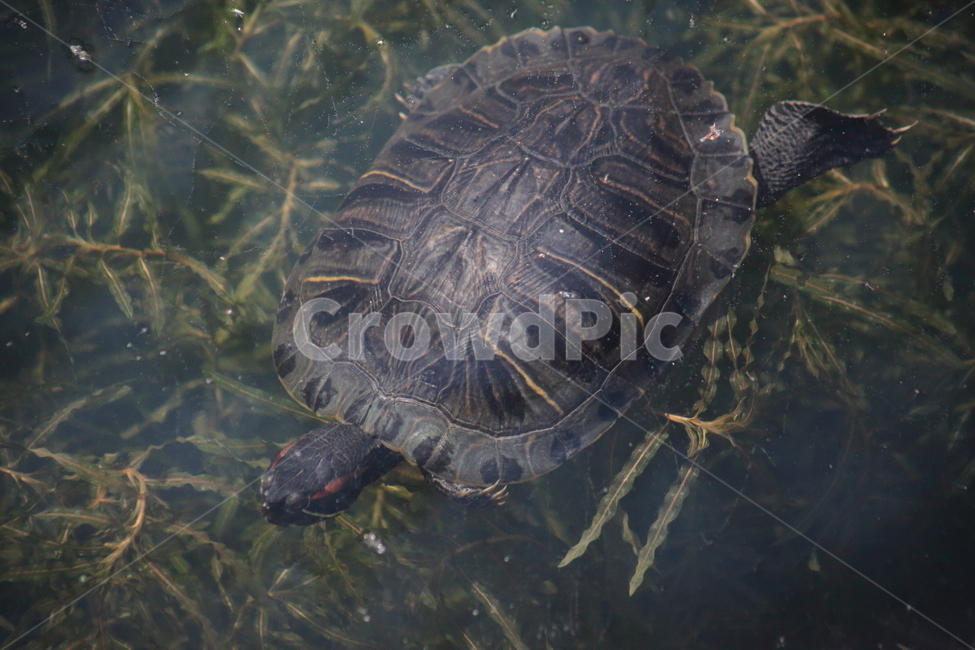 붉은귀거북,민물거북,동물,redearedslider,거북이,동물,animal,파충류,양서류,reptile,amphibian