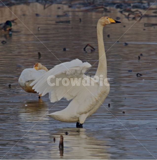 고니,새,백조,bird,동물,동물,animal,조류,새,birds