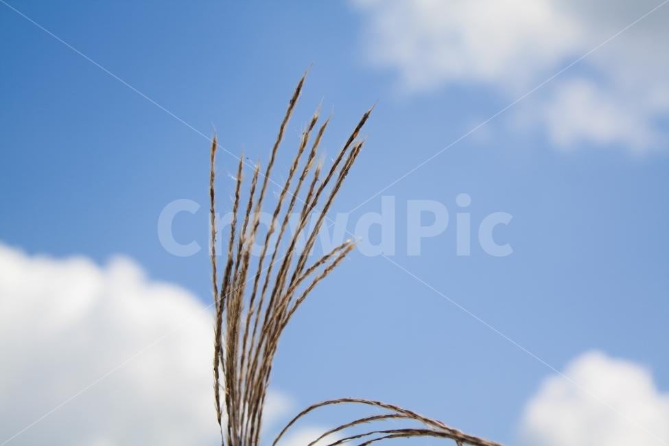 바람,갈대,가을,감성사진,하늘,가을,계절,fall,autumn,season,식물,자연,plants,nature,plant,grass,잔디