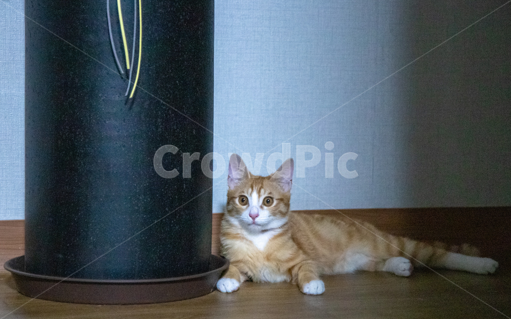 아기고양이,치즈고양이,집고양이,치즈태비,코리안숏헤어,화분,동물,animal,포유류,mammal,고양이,cat,kitten,kitty