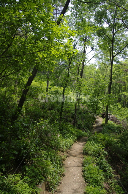 길,숲,초록,나무,잎,식물,plant,계절,봄,spring,자연,풍경,nature,landscape,path,통로