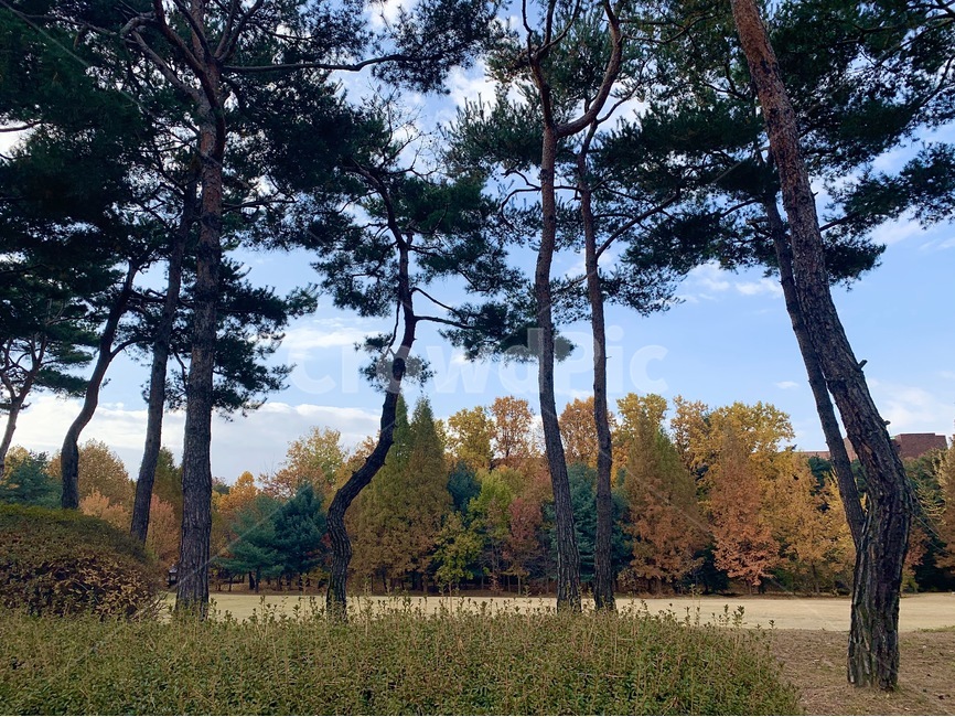 캠퍼스,단품,소나무,잔디,금잔디,가을,초원,구름,하늘,나무줄기,tree,나무,plant,식물,treetrunk