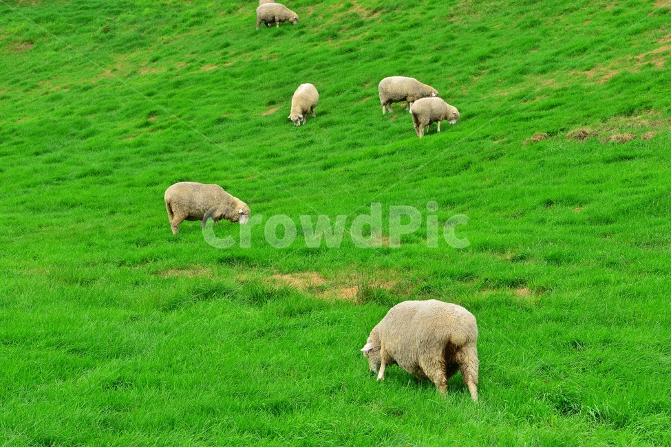 field,들,grassland,outdoors,옥외,nature,강원도,평창,대관령,양떼목장,자연,sheep,양,animal,동물,mammal,포유류,grazing,방목,farm,rural,농촌,meadow,목초지,ranch,농장,pasture,목장,경치,경관,풍경,구름,동물,animal,포유류,mammal,목축업,목장,livestock farming,ranching,pasture