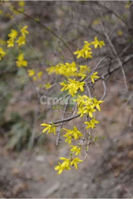 자연,nature,봄,꽃,봄꽃,흰색,접사,근접촬영,봄,계절,spring,season,식물,자연,plants,nature,꽃,flower,plant
