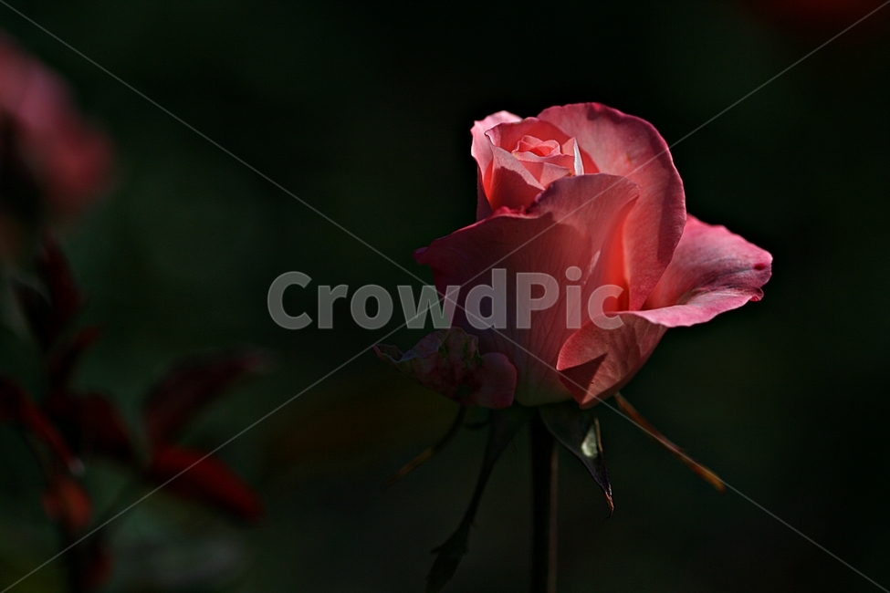 장미,봄,고백,꽃,축제,공원,식물,자연,plants,nature,꽃,flower