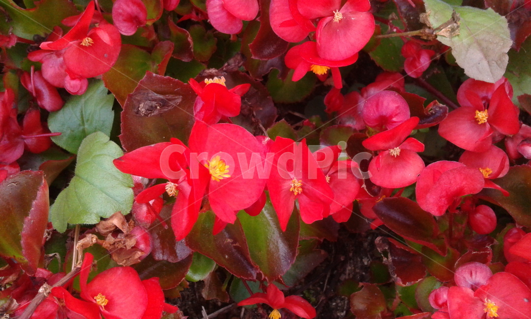 식물,blossom,꽃,flower,plant,식물,자연,plants,nature