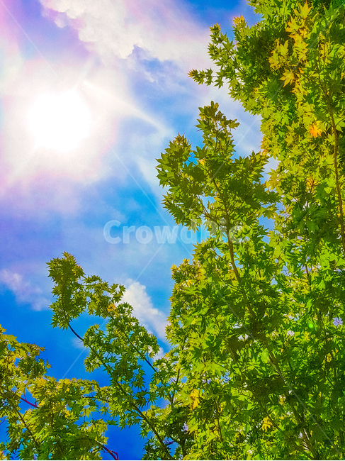 하늘,햇빛,빛,나무,초록,자연,풍경,nature,landscape,light,flare,플레어,sunlight