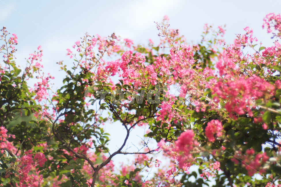 꽃,분홍꽃,공원,산책,여름꽃,숲,꽃나무,flower,몽환적,감성적,감성사진,식물,자연,plants,nature,꽃,flower