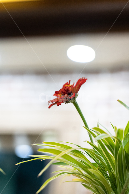 꽃,식물,flower,botanical,꽃병