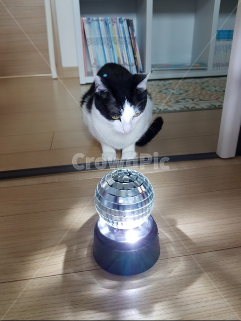 고양이,냥이,미러볼,검정색,흰색,검은색꼬리,cat,mirrorball