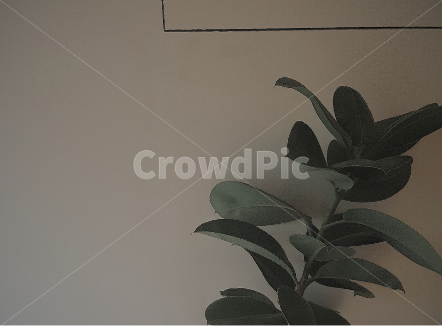 plant,식물,나무,벽,직선