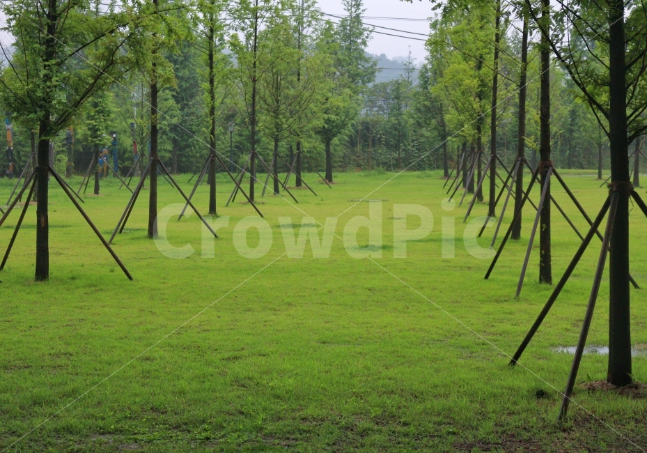자연,풍경,나무,자연풍경,풀,초록색,잔디,자연,풍경,nature,landscape,plant,식물,grass,tripod,삼각대