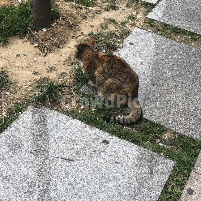 길고양이,고양이,갈색,길거리,앉은자세,동물,cat,street,kitty,animal,잔디