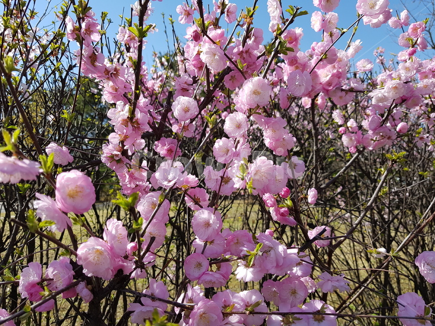 plant,식물,blossom,꽃,flower