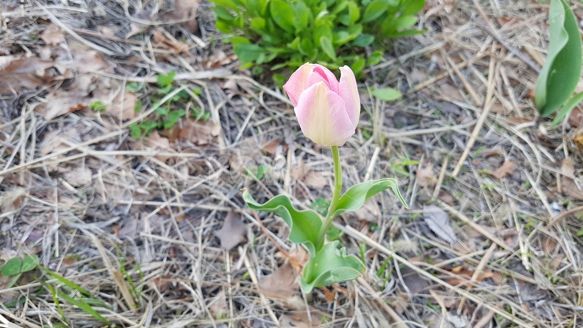 분홍,꽃,식물,flower,튤립