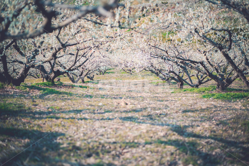 매화나무,매화꽃,꽃,식물,매화,봄,계절,spring,season,자연,풍경,nature,landscape,plant