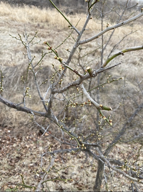 식물,나무,새싹,봄,tree