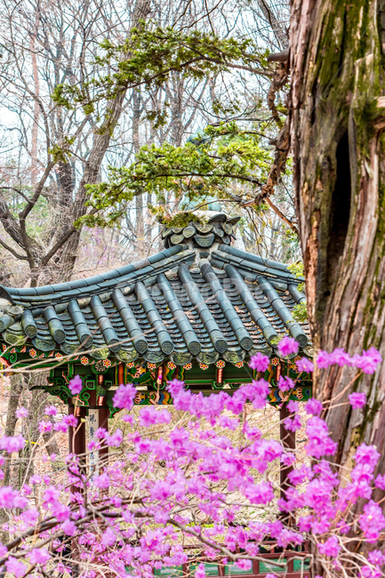 정자,후원,고궁,누각,기와,단청,봄,봄,계절,spring,season,한국전통,한국문화,korean traditional,korean culture,건축물,건물외관,exterior,building,structure,architecture,construction,garden,정원,outdoors,옥외