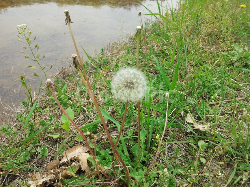 민들레,홑씨,민들레씨,시골,풀밭,풀,야생화,식물,자연,plants,nature,꽃,flower