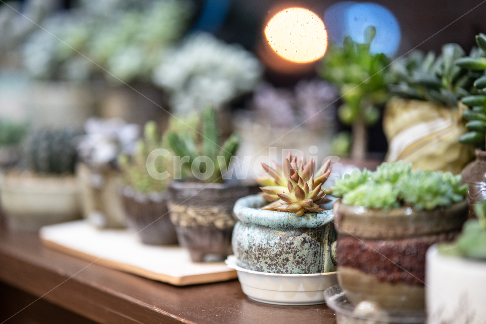 botanical,plant,다육이,다육식물,식물,실내용화초,화분,화초,house plant