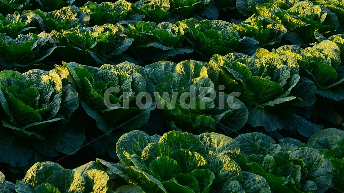 plant,식물,leaf,잎,배추,배추밭,김장김치,고랭지배추밭,농업,농사,경작,영농,고랭지배추,농업,농사,agriculture,farming,farming industry