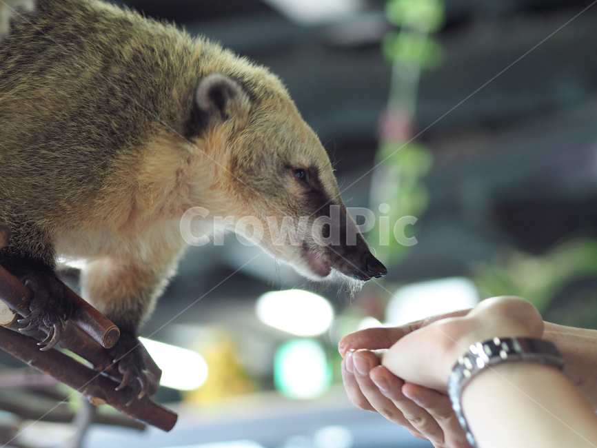 코아티,동물,포유류,동물원,animal,동물교감,동물,animal,포유류,mammal