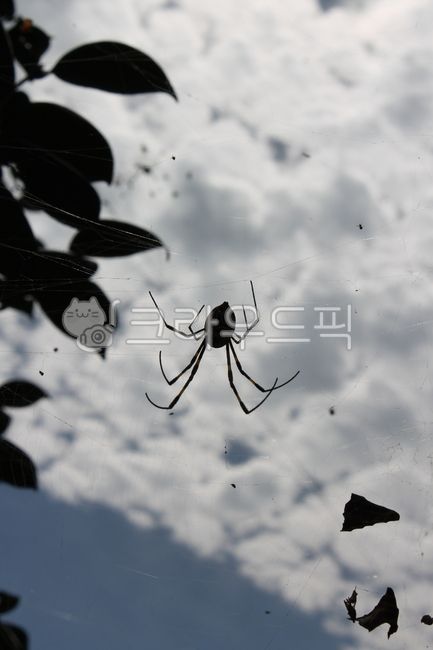 animal,동물,무척추동물,invertebrate,spider,거미,구름,땅거미,해질녁,그림자