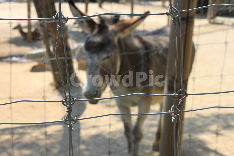 당나귀,동물,철조망,동물원,ass,animal,wireentanglement,zoo