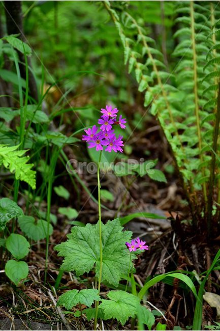 큰앵초,야생화,꽃,식물,자연,생태,플라워,flower,plants,nature,식물,자연,plants,nature,꽃,flower