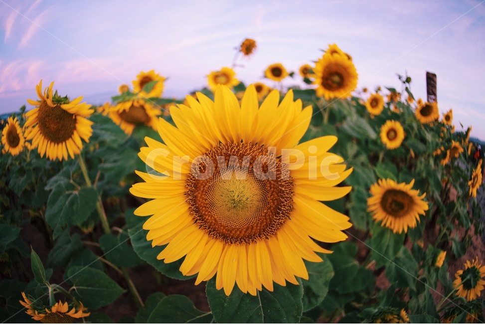 해바라기,꽃,yellow,그린,식물,식물,자연,plants,nature,꽃,flower