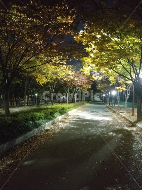 가로등,불빛,나무,그림자,길