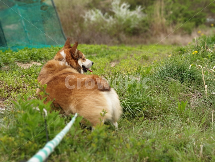 연결고리,반려견,웰시코기,짝,자연,동물,animal,포유류,mammal,개,강아지,dog,doggy