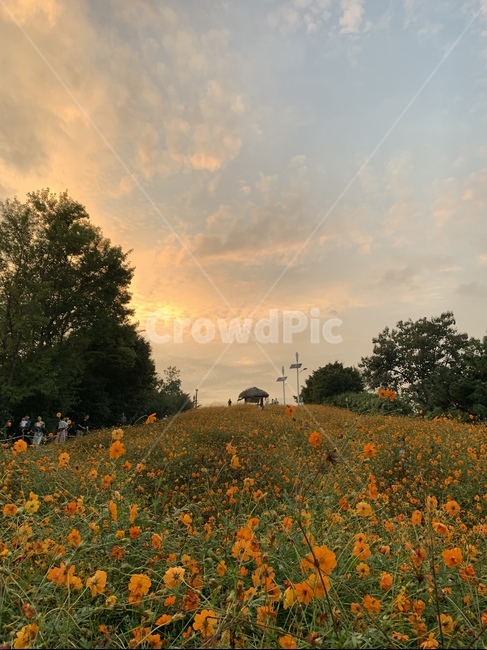 outdoors,grassland,field,nature,자연,꽃,flowers,노을,자연,풍경,nature,landscape