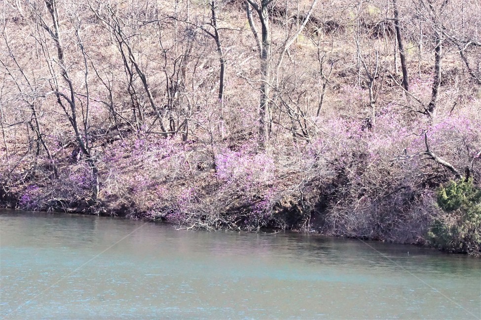 봄,진달래,나무,자연,식물,물,분홍,계절,새싹,spring,nature,season,sky,trees,sprout,water,pink,봄,계절,spring,season,자연,풍경,nature,landscape,plant
