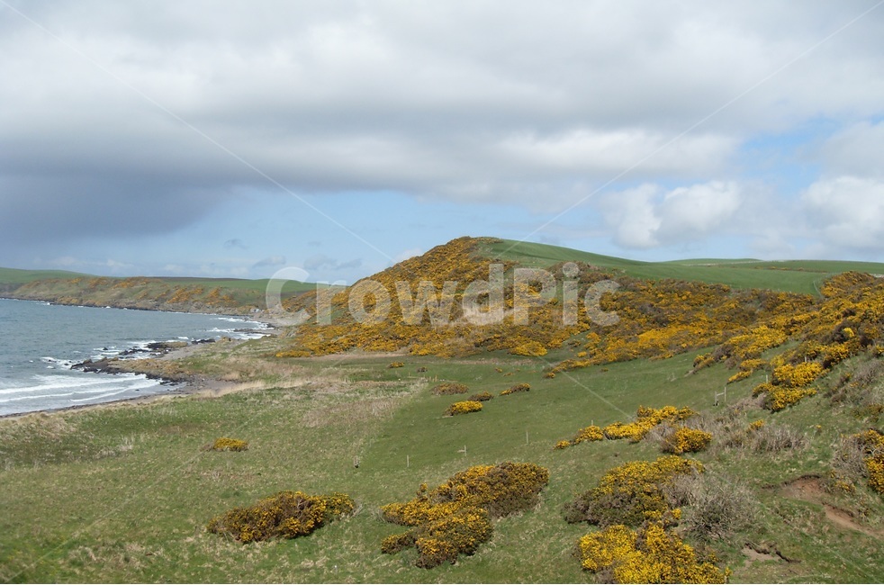 cloud,Beach,ocean,uk,waterfront,yellow flower,The Granite City,mountain flower