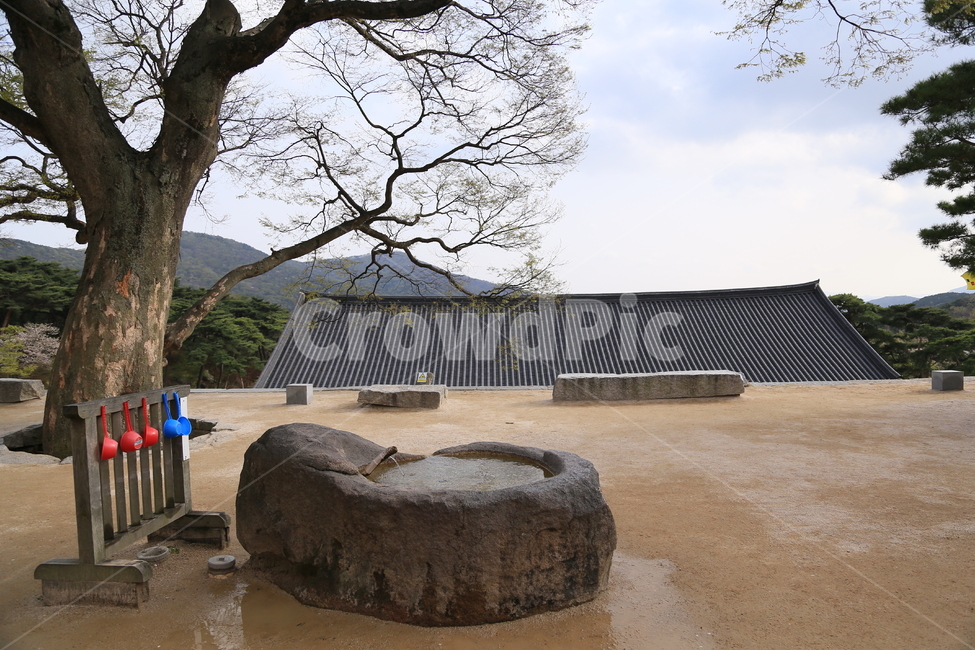 수덕사,예산,음수대,고목나무,돌곽,불교,한국전통,한국문화,korean traditional,korean culture,식물,자연,plants,nature,나무,trees,wood,종교,신앙,religion,belief,faith