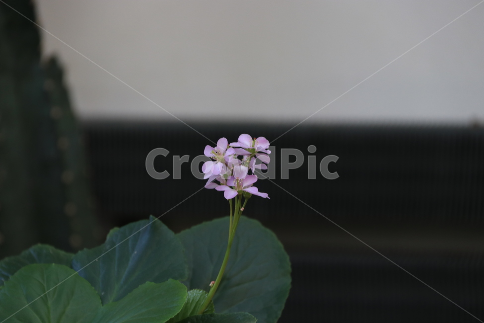 plant,식물,꽃,flower,자연,나뭇잎,진달래,진달래꽃,식물,자연,plants,nature,꽃,flower