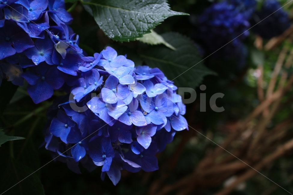 수국,꽃,flower,자연,nature,식물,plant,풍경,view,파랑색,파랑,blue,식물,자연,plants,nature,꽃,flower
