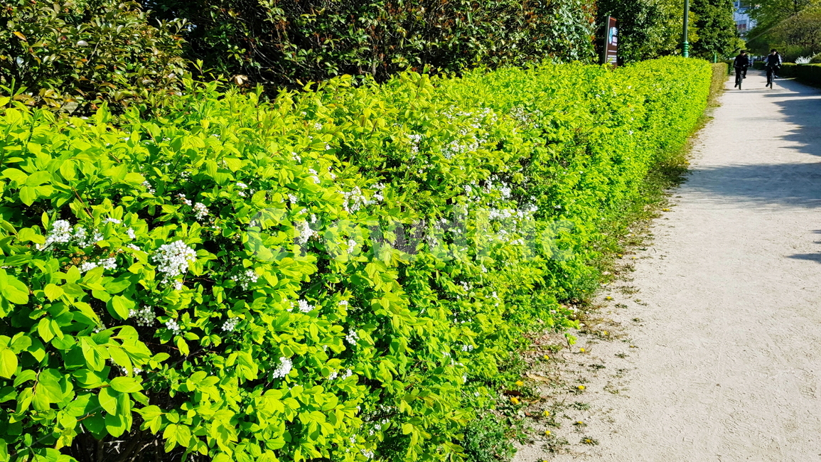 정원,공원,원예,흰꽃,가든,식물,자연,plants,nature,꽃,flower