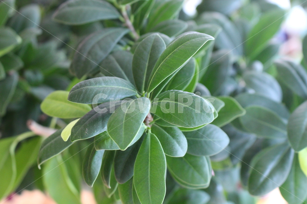 잎,녹색,잎사귀,나무,계절,봄,화초,내부,배경,질감,상쾌함,식물,자연,plants,nature