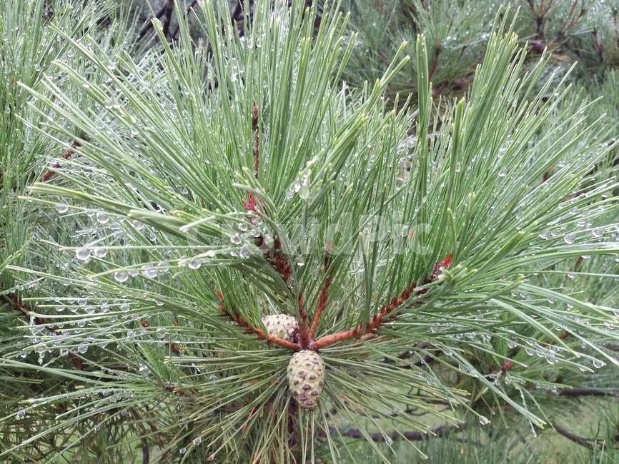 tree,나무,plant,식물,pine,소나무,식물,자연,plants,nature