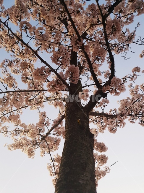 시야반전,감성,벚꽃나무,cherryblossom,tree,t,봄,계절,spring,season,plant,식물,blossom,꽃,flower