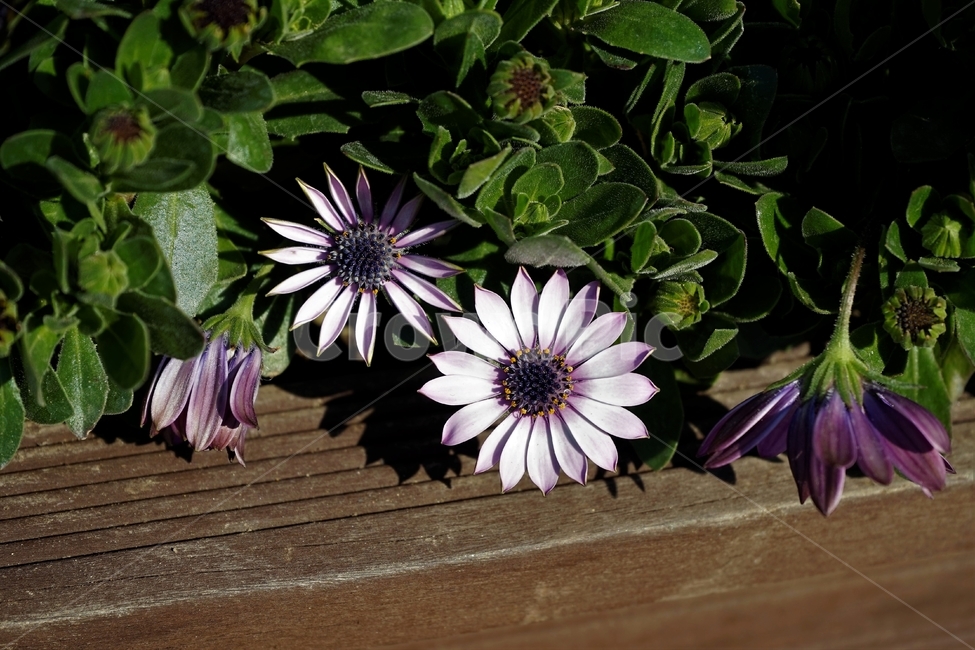 봄,정원,가드닝,원예,원예식물,화려,식물,꽃,garden,scent,healing,bloom,colorful,floral,flower,gardenflowers,happymind,life,nature,plant,spring,오스테오스펄멈,자연,아프리카원산,아프리칸데이지,Osteospermum,디모르포테카,데모루,오스테오스퍼멈