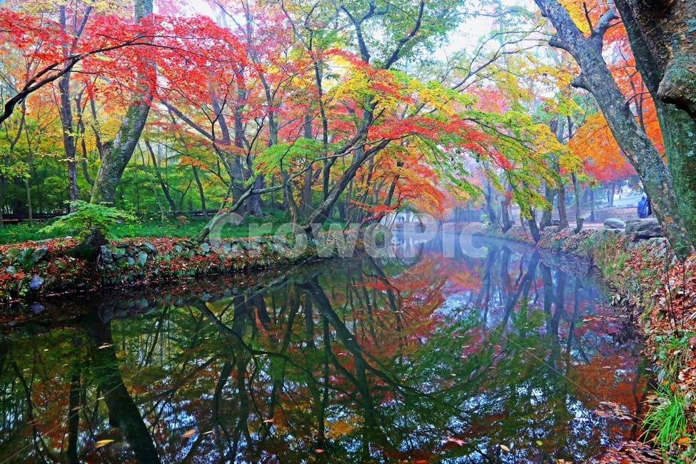 전북,고창,선운사,도솔천,선운사가을,계절,단풍,추색,추경,반영,물안개,nature,자연,weather,날씨,outdoors,옥외,plant,식물,tree,나무,flare,플레어,light,빛,scenery,풍경,landscape,경치