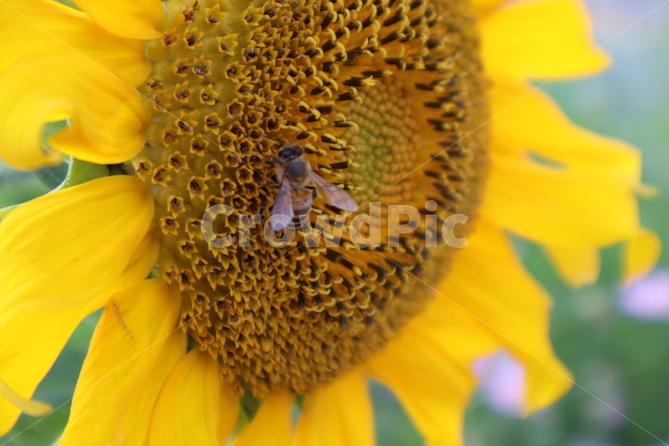 해바라기,sunflower,꿀벌,honeybee,꽃,bee,벌,식물,곤충,insect,식물,자연,plants,nature,꽃,flower