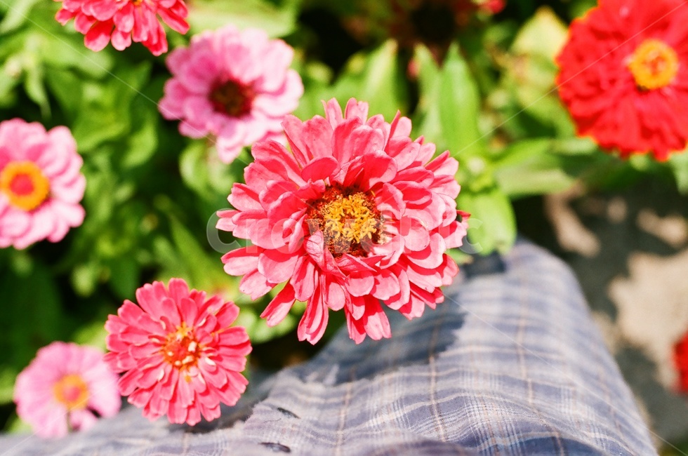 백일홍,꽃,봄,화려함,알록달록,식물,자연,plants,nature,꽃,flower